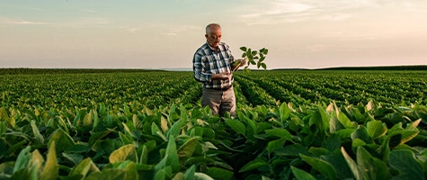 Imagem Agropecuário